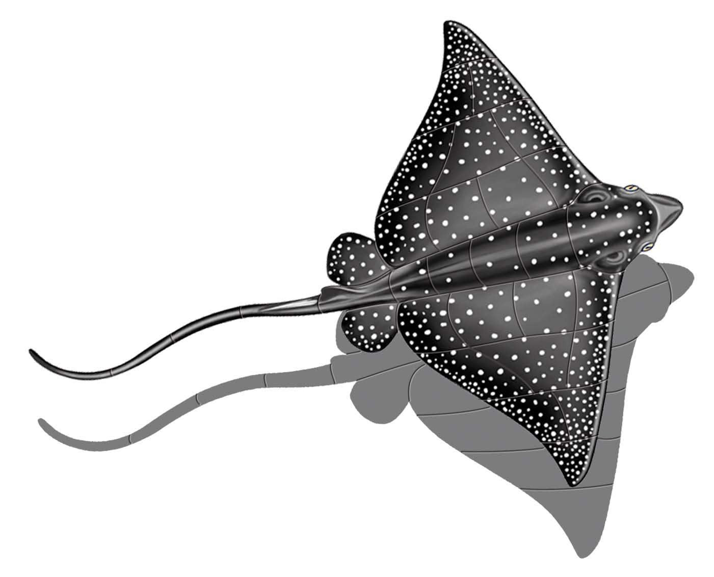 Eagle Ray Porcelain Swimming Pool Mosaic