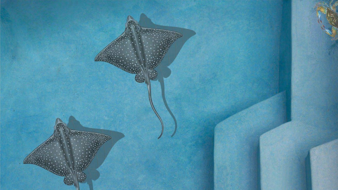 Eagle Ray Porcelain Swimming Pool Mosaic