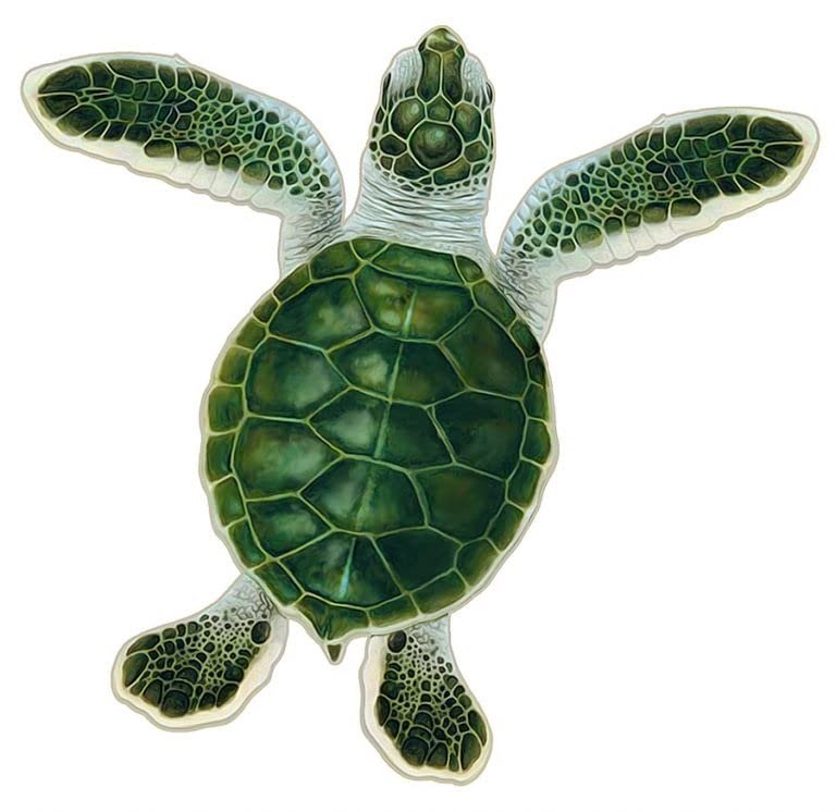 Turtle Hatchling Style A Porcelain Swimming Pool Mosaic (Style A - 5" x 5", Blue)