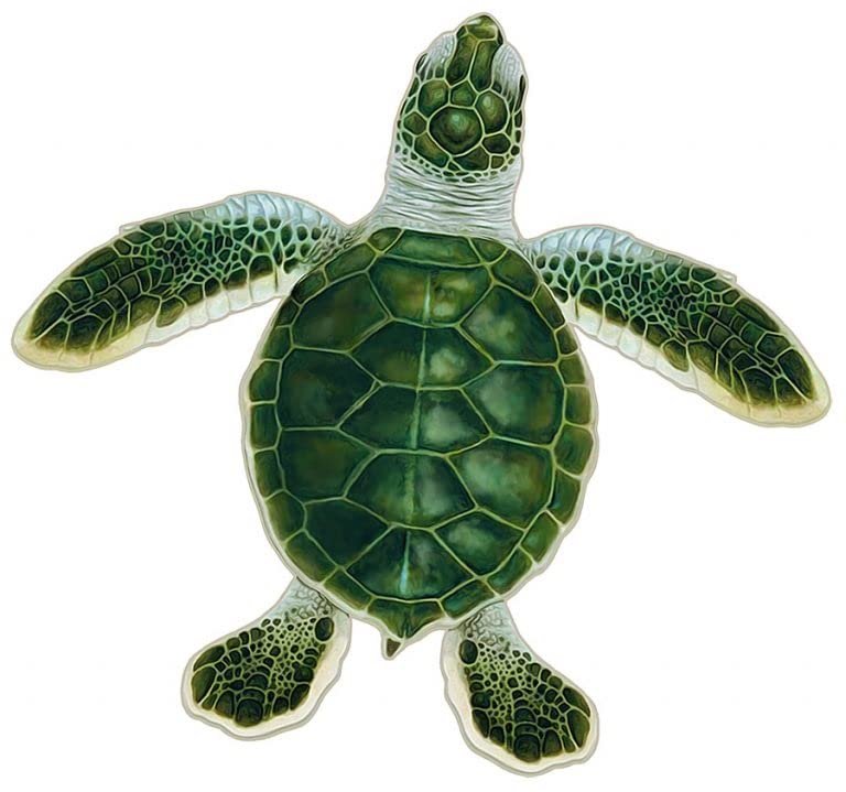 Turtle Hatchling Style A Porcelain Swimming Pool Mosaic (Style A - 5" x 5", Blue)